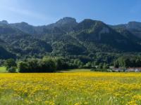 Wiesen-Pippau Wiese mit Kampenwand, Scheibenwand und Sonnwendwand